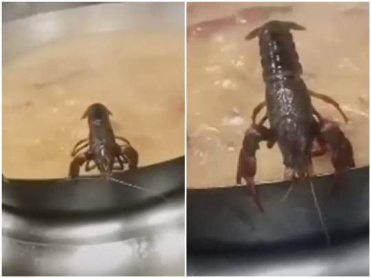 拼盘/活体小龙虾夹锅边摆尾急逃生 残忍影片曝光