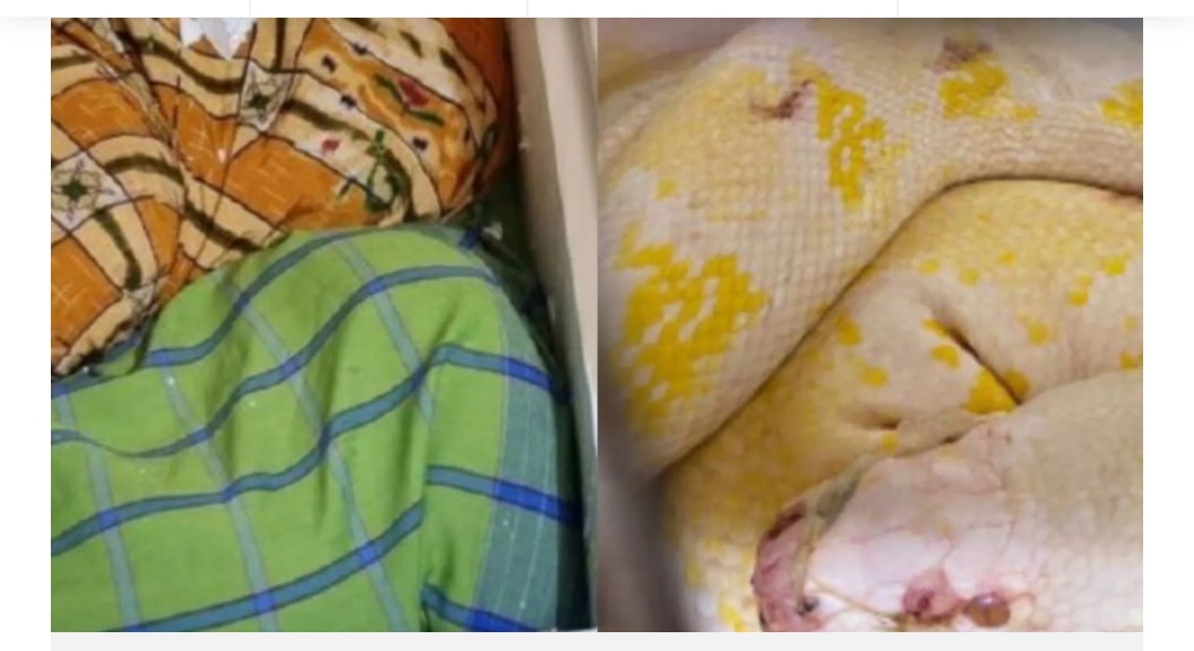 新加坡//企图走私两条活蟒蛇 被移民局在大士关卡抓获