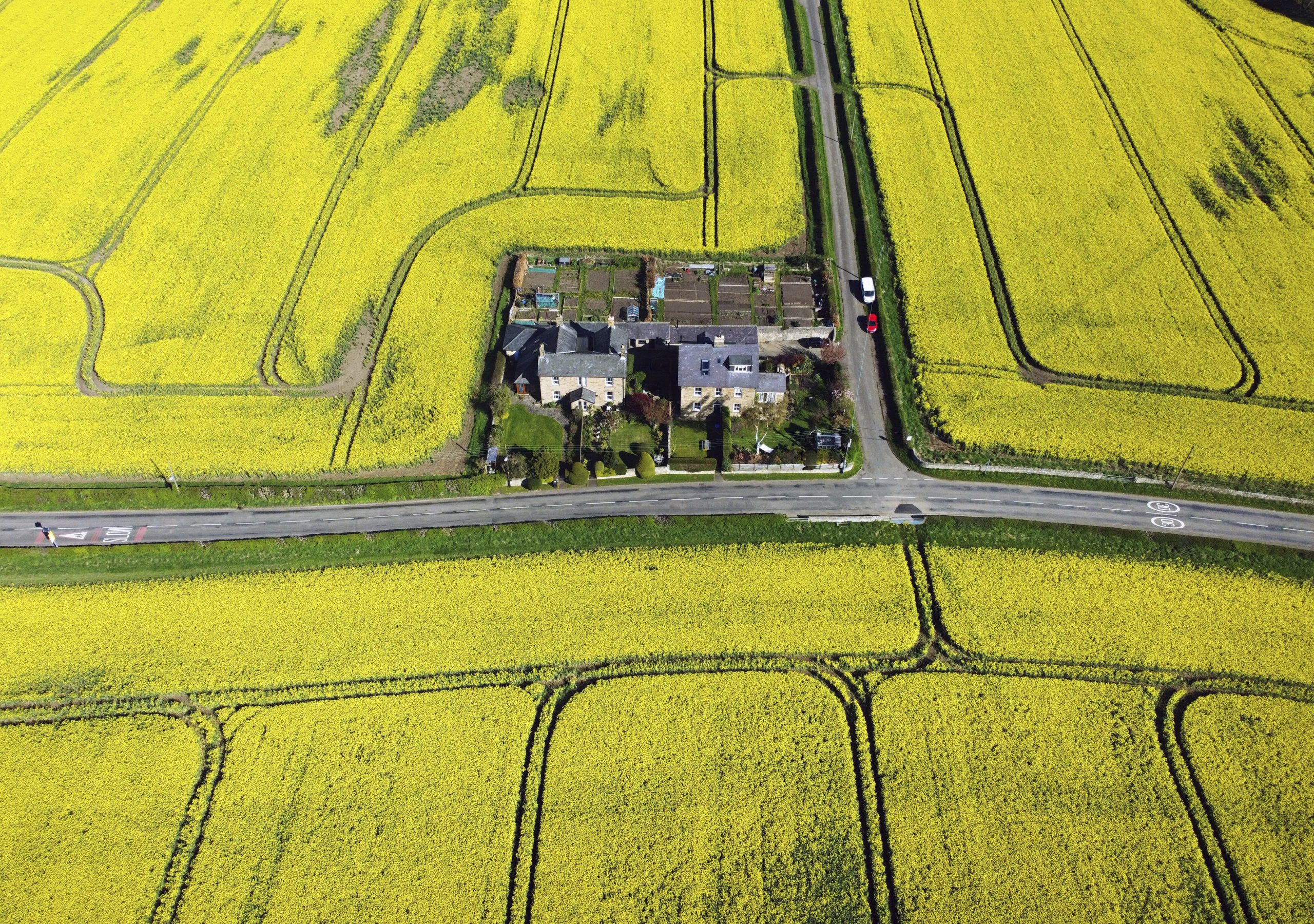 春暖花开 赏花时节 治愈因战争冠病而孤独的灵魂