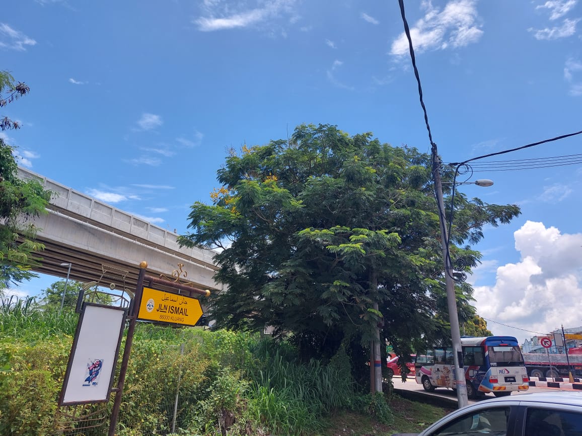 野草大树阻挡视线 民众盼处理和拓宽依斯迈街出口