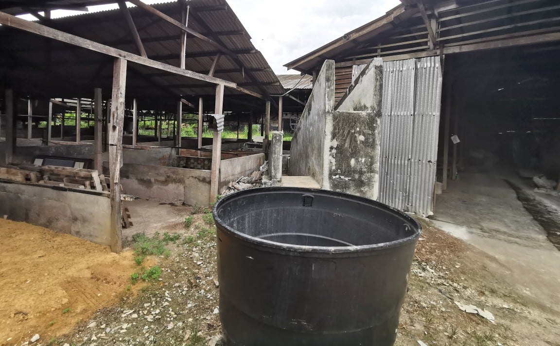 毁猪行动!森州丹A非法养猪区列“猪瘟区” 生人勿近