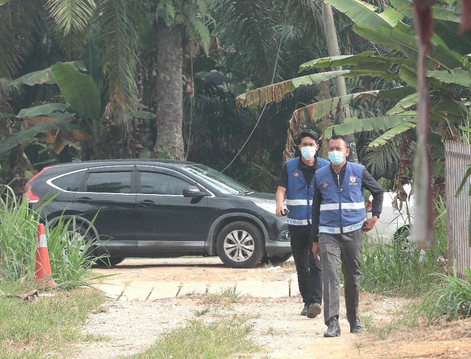 毁猪行动!森州丹A非法养猪区列“猪瘟区” 生人勿近