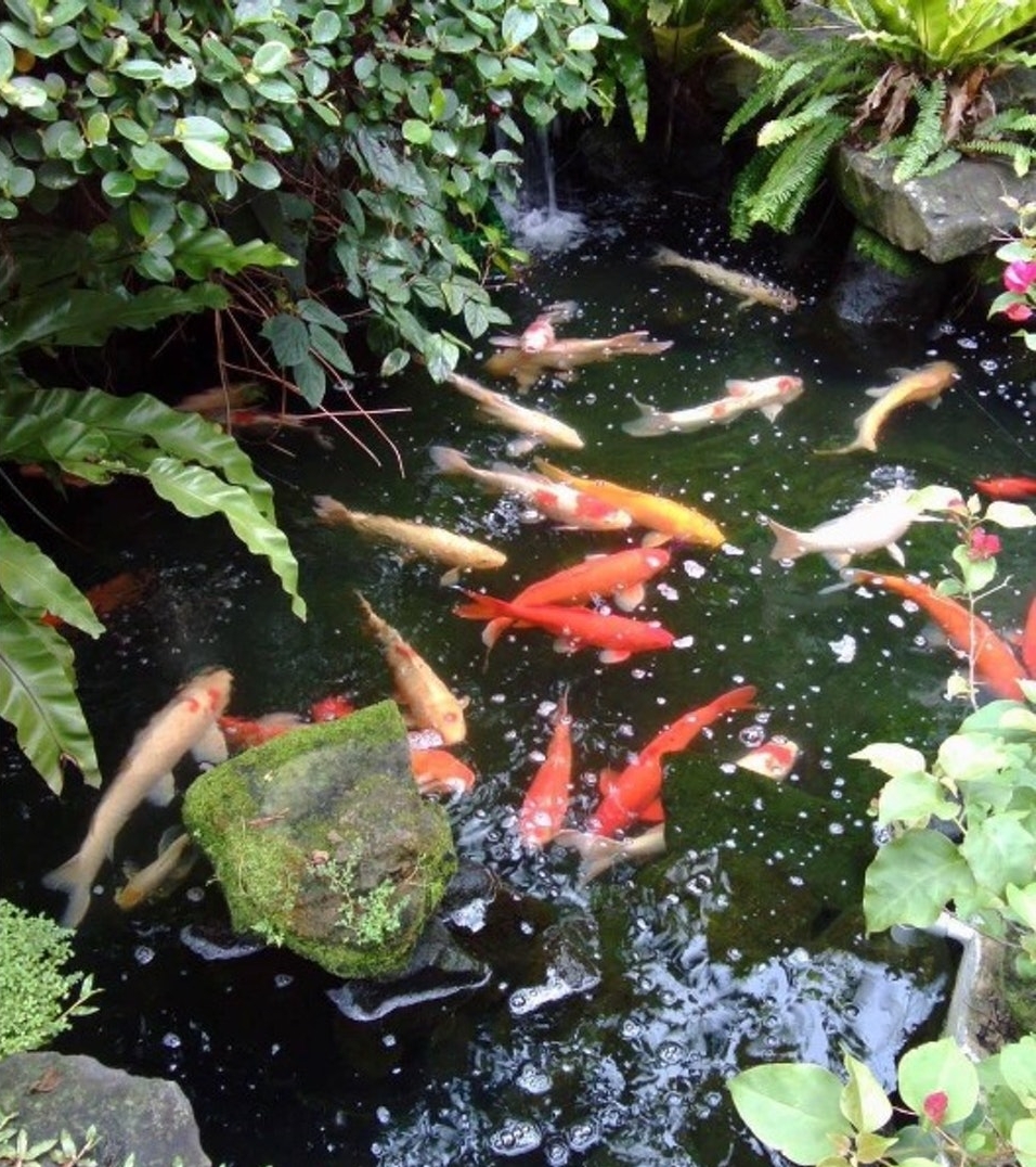 求善终病危不急救 84岁琼瑶近况曝光