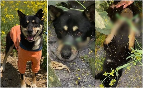 济州岛爆2虐狗事件 小狗埋地底前肢遭反绑