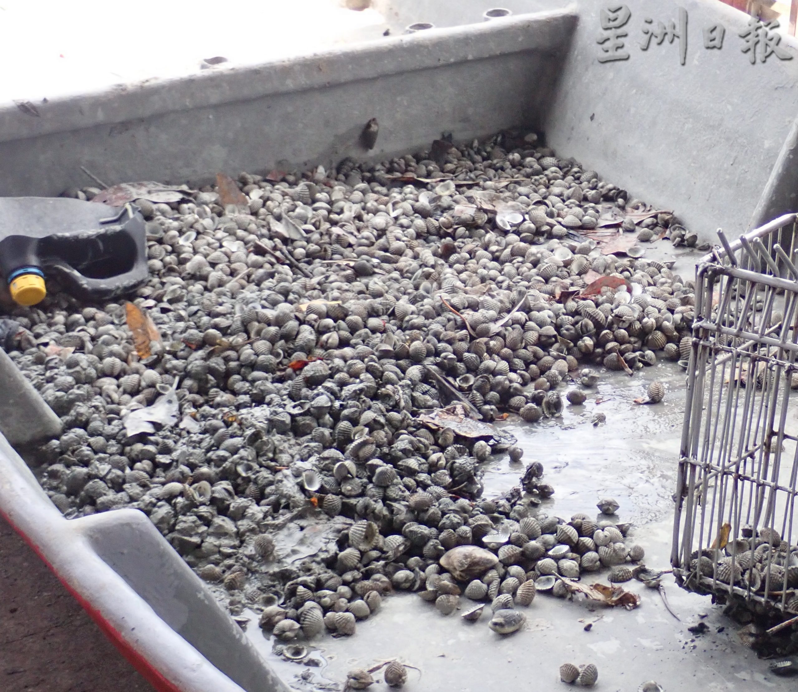 涉偷蚶遭追捕 2贼弃船逃入红树林