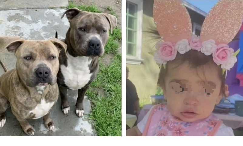 见宠物狗啃咬一岁女拿刀刺死 母:不是它死就是我女儿亡