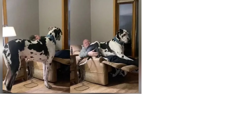 视频|体型像小马 爱突袭撒娇 大丹狗弄痛主人坐坏躺椅