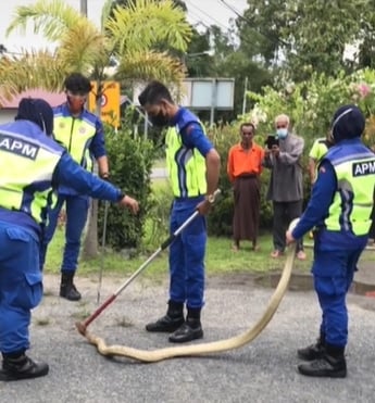 视频|眼镜王蛇爬入屋 女子尖叫惊动全村