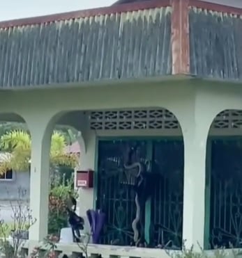 视频|眼镜王蛇爬入屋 女子尖叫惊动全村