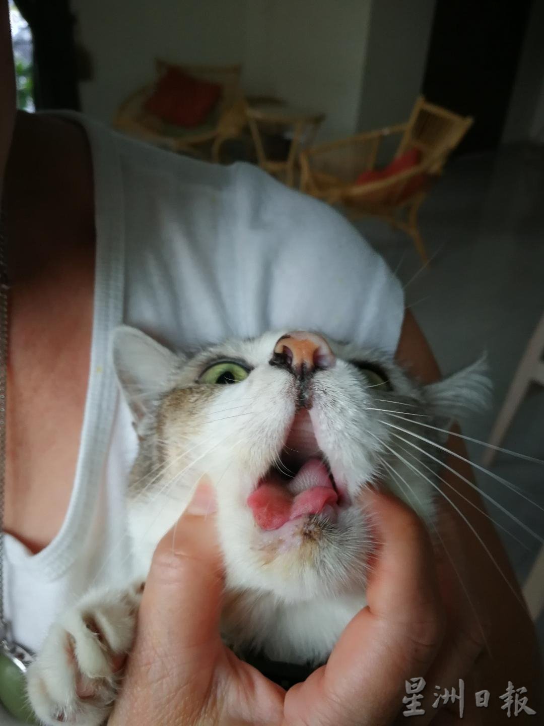 走失3天后寻回 宠物猫遭人拔牙拔爪子虐待