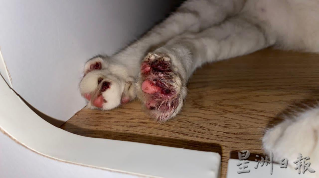 走失3天后寻回 宠物猫遭人拔牙拔爪子虐待