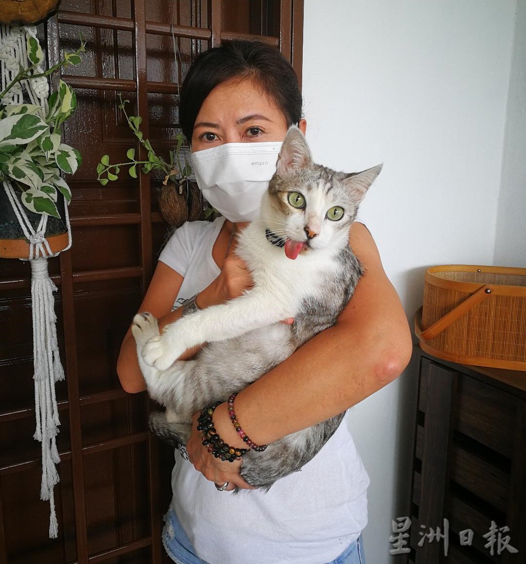 走失3天后寻回 宠物猫遭人拔牙拔爪子虐待