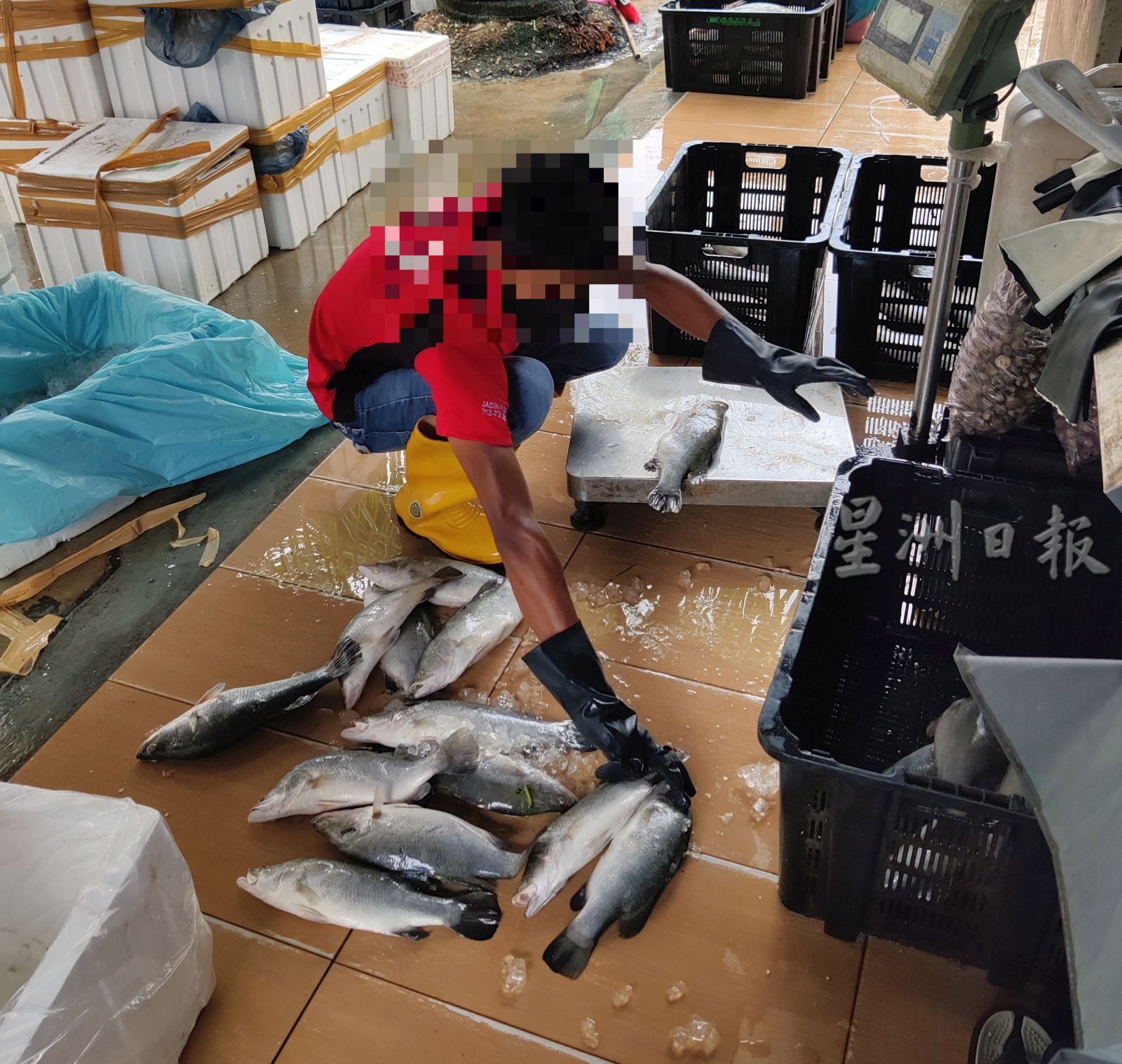 (古城封面版主文)超市有猫粪 僵尸鸡·遭封锁仓库 罚款9500