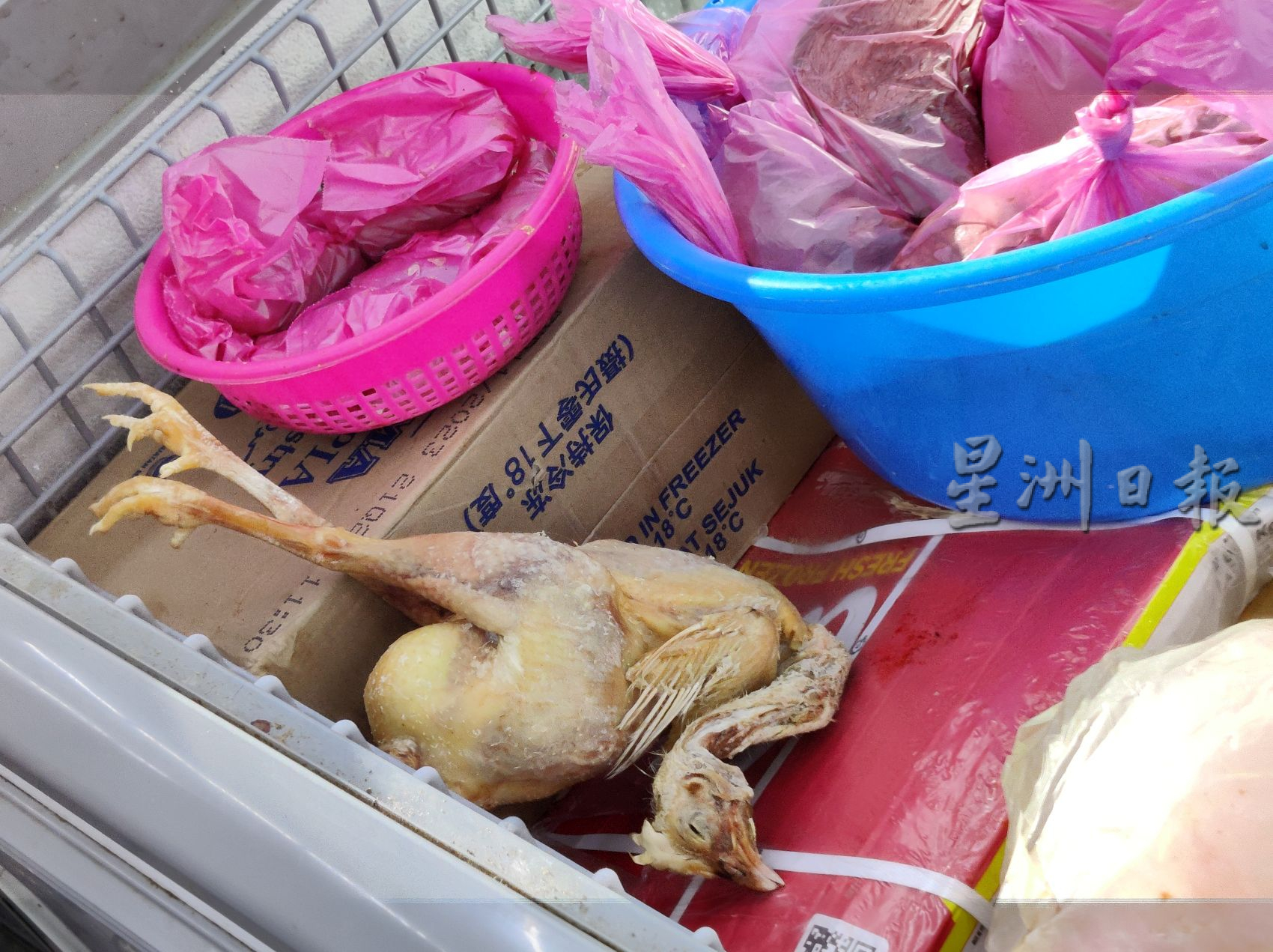 (古城封面版主文)超市有猫粪 僵尸鸡·遭封锁仓库 罚款9500