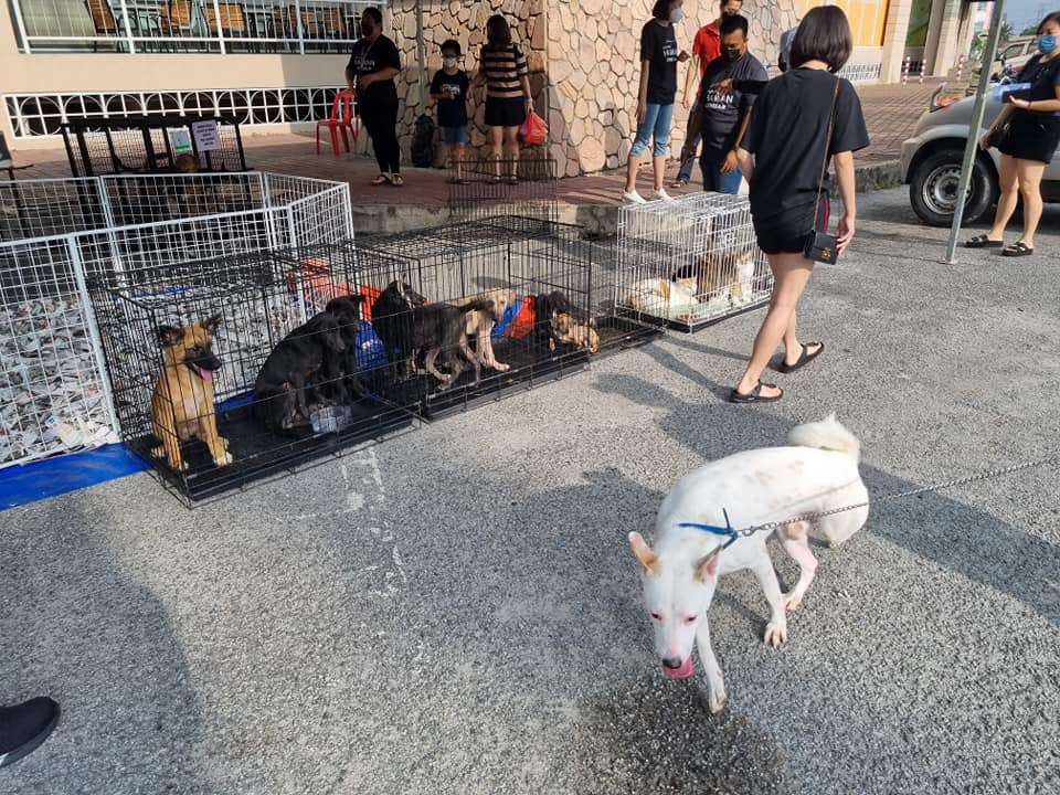(大北马)请把浪浪带回家!流浪动物事务小组为流浪猫狗找新主人,给它们一个家。