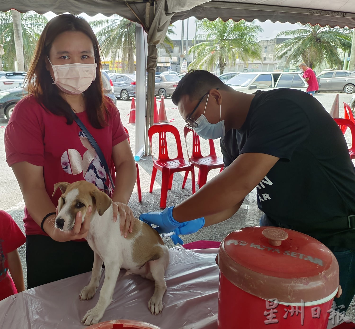 (大北马)请把浪浪带回家!流浪动物事务小组为流浪猫狗找新主人,给它们一个家。