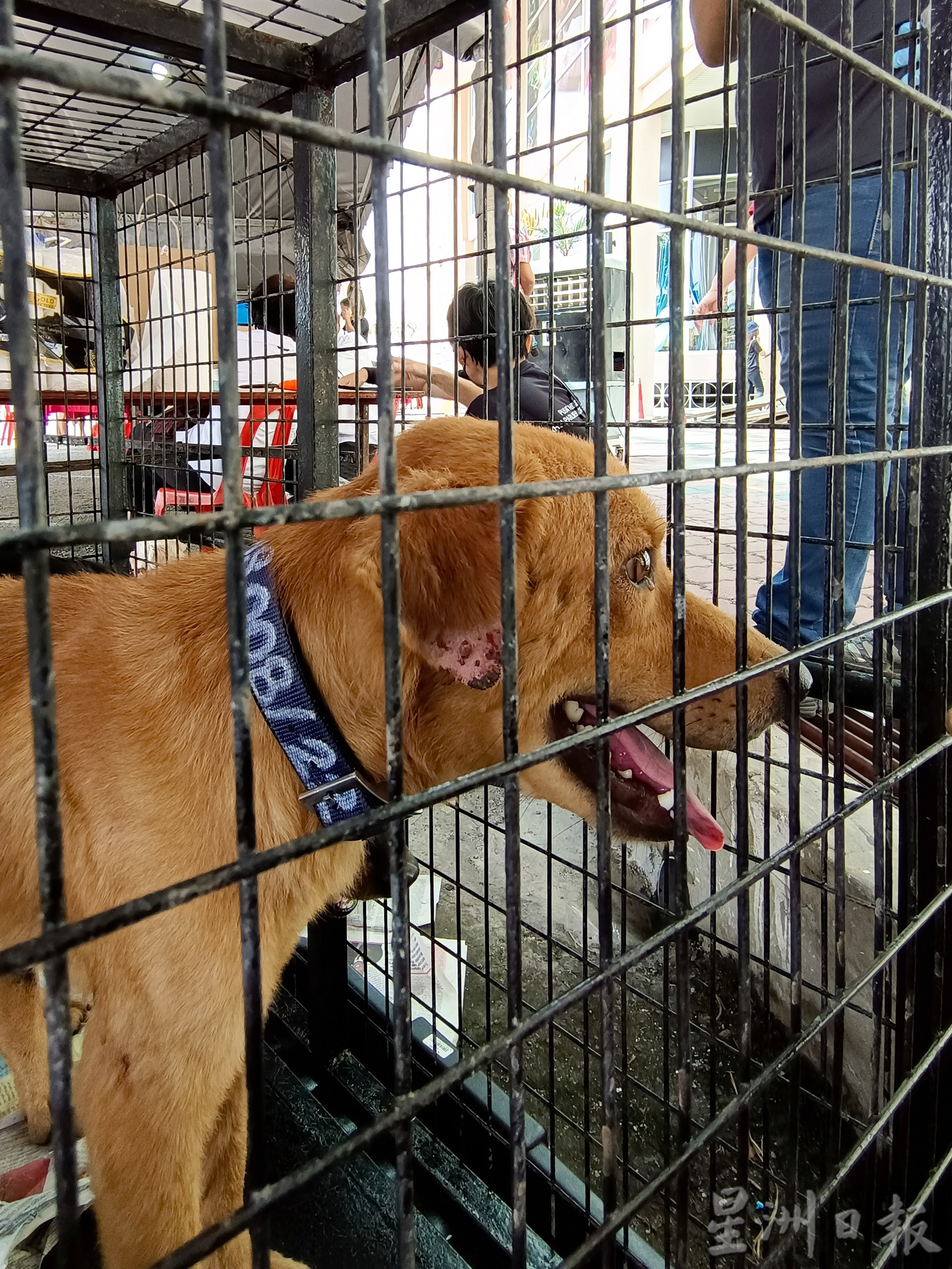 (大北马)请把浪浪带回家!流浪动物事务小组为流浪猫狗找新主人,给它们一个家。