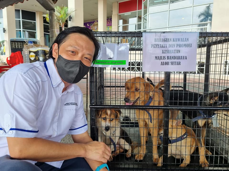 (大北马)请把浪浪带回家!流浪动物事务小组为流浪猫狗找新主人,给它们一个家。