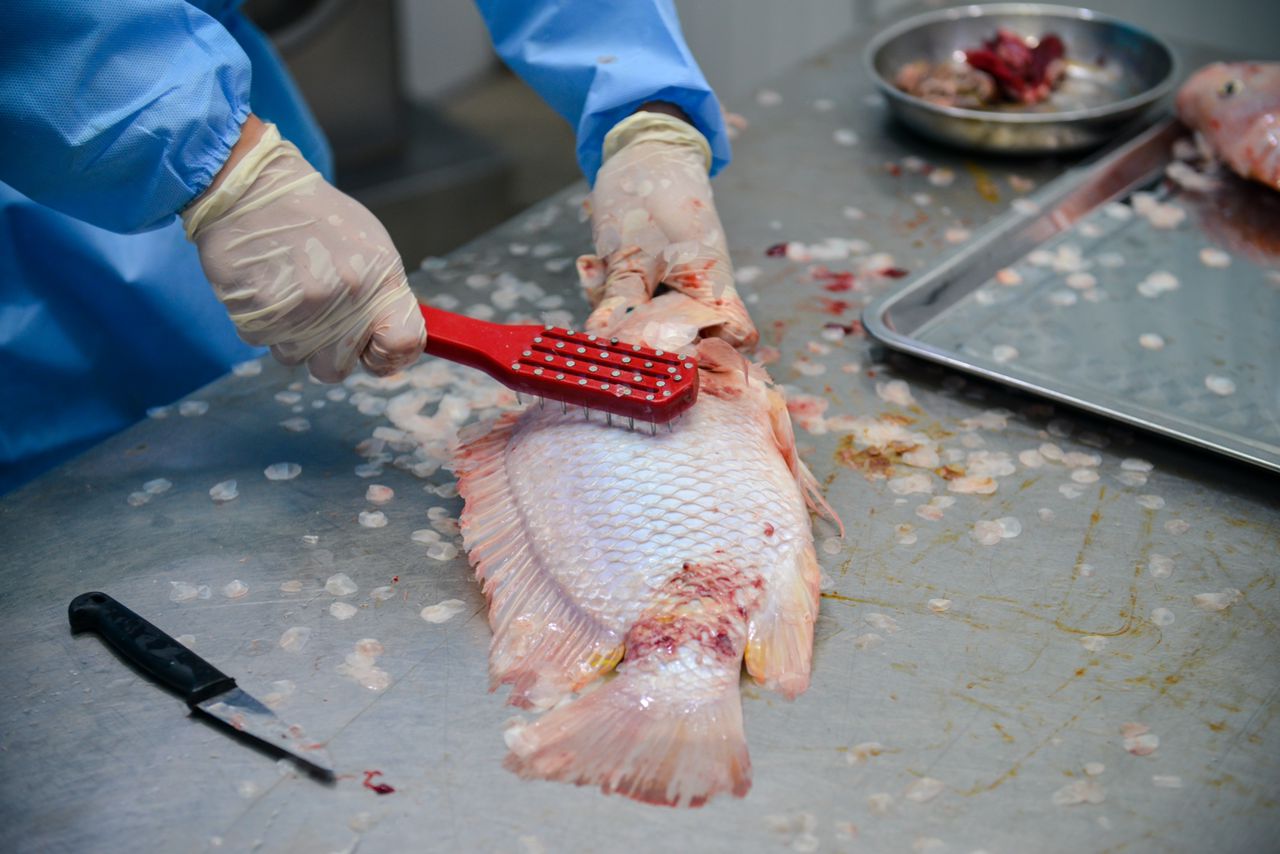 （请交冯嘉麒，刊期4月16日）有故事的人：自小鱼塘长大，长大打造海产王国