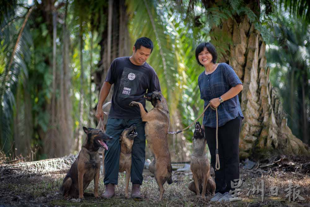 大霹雳封底主文／【我家萌宠】／比利时狼犬