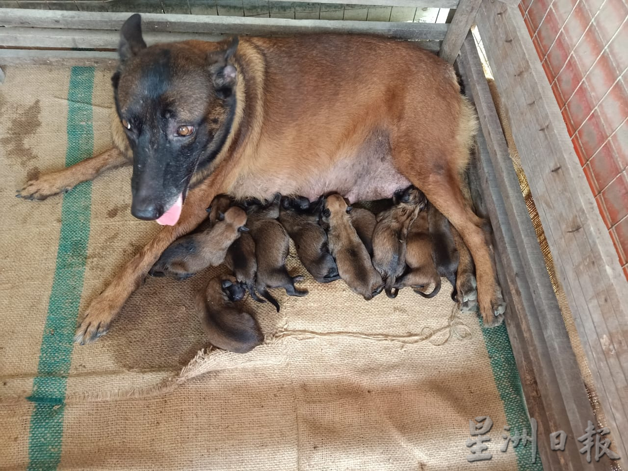 大霹雳封底主文／【我家萌宠】／比利时狼犬