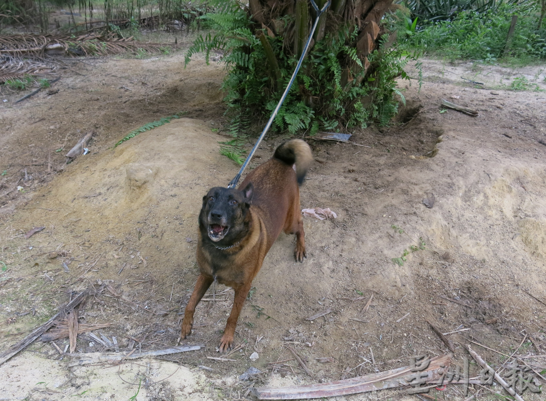 大霹雳封底主文／【我家萌宠】／比利时狼犬
