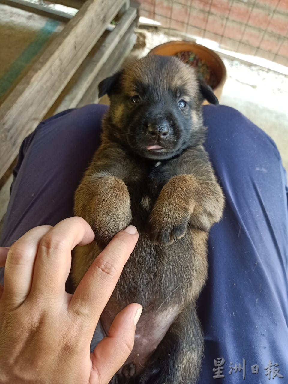 大霹雳封底主文／【我家萌宠】／比利时狼犬