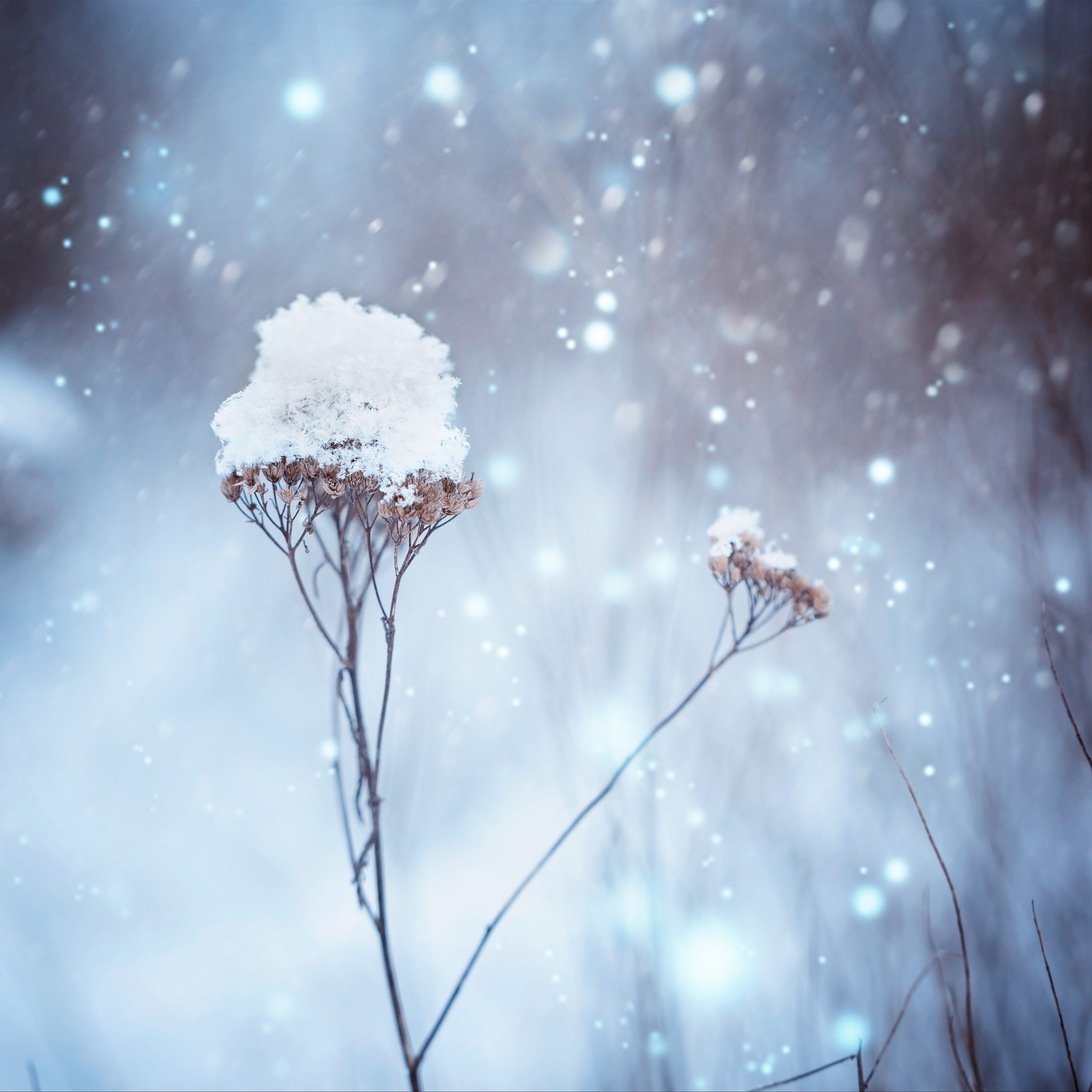 26/5城人小说——初雪／夏雪精灵