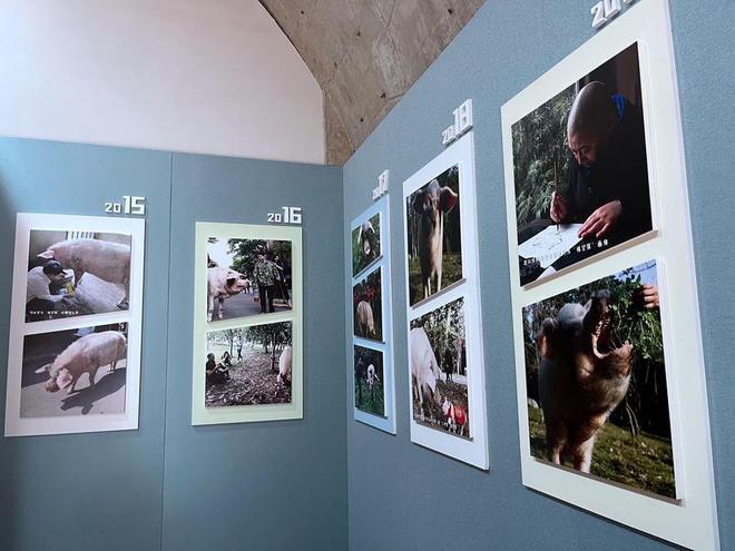 “猪坚强”标本今日正式展出