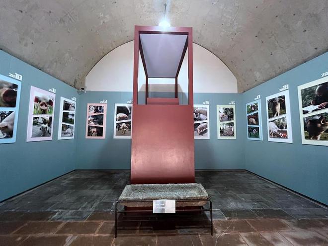 “猪坚强”标本今日正式展出