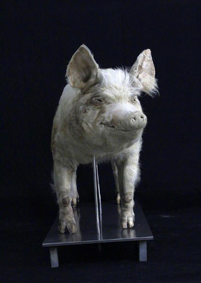“猪坚强”标本今日正式展出