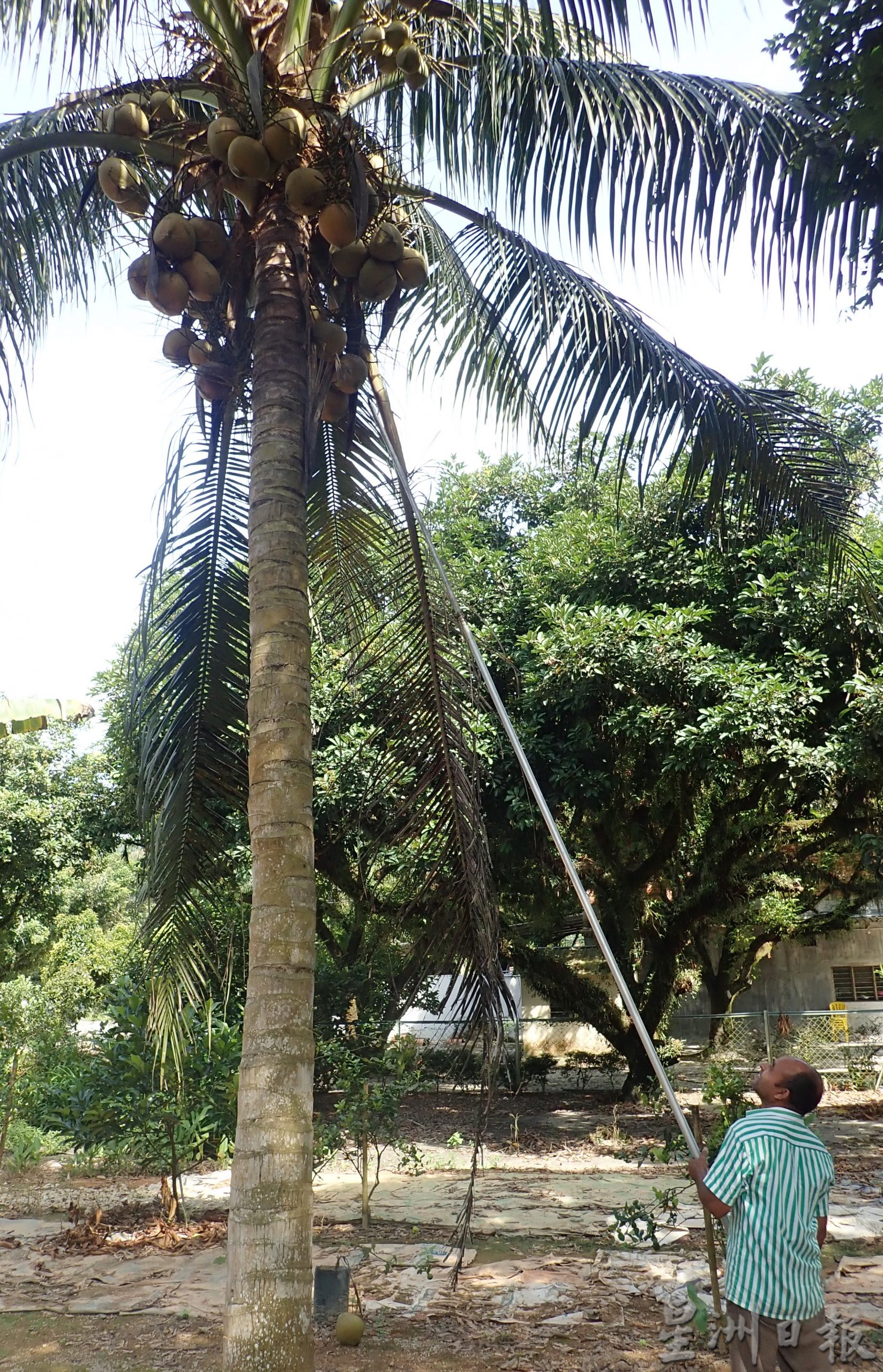 ★5月30日刊登／大霹雳封底主文／【农的传人】／香甜椰汁 厚厚椰肉 马达椰广受欢迎