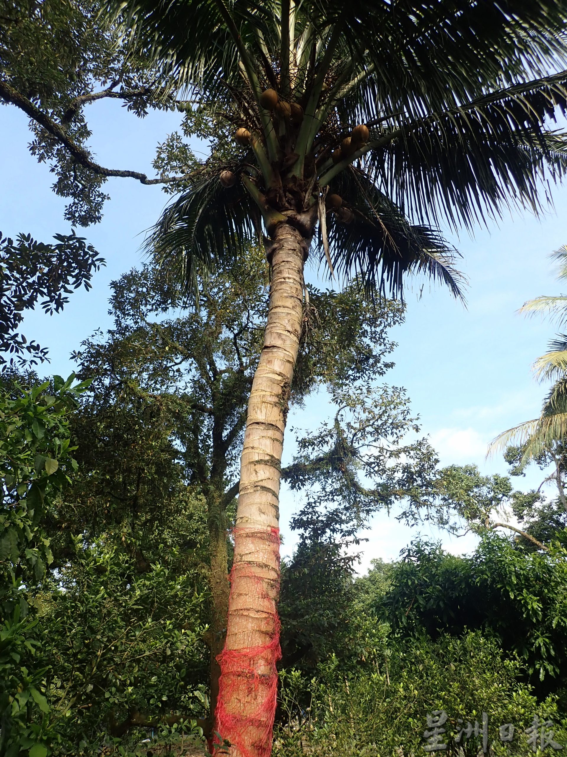 ★5月30日刊登／大霹雳封底主文／【农的传人】／香甜椰汁 厚厚椰肉 马达椰广受欢迎