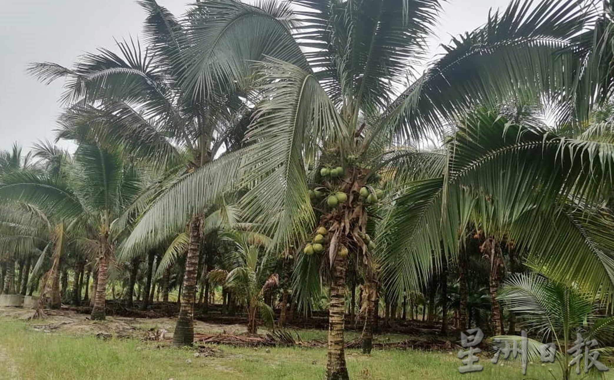 ★5月30日刊登／大霹雳封底主文／【农的传人】／香甜椰汁 厚厚椰肉 马达椰广受欢迎