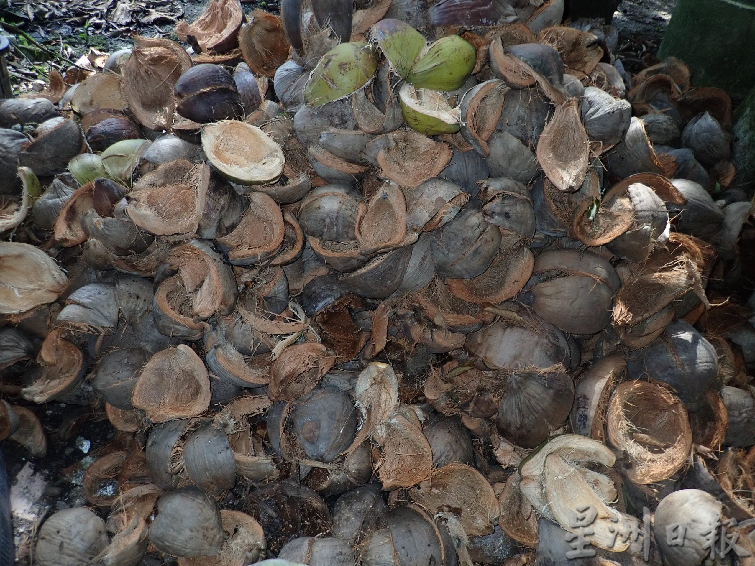 ★5月30日刊登／大霹雳封底主文／【农的传人】／香甜椰汁 厚厚椰肉 马达椰广受欢迎