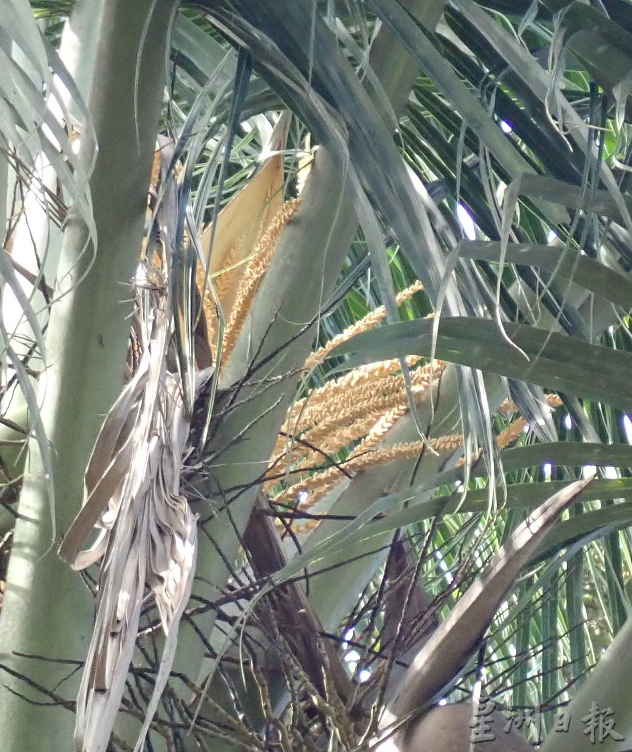 ★5月30日刊登／大霹雳封底主文／【农的传人】／香甜椰汁 厚厚椰肉 马达椰广受欢迎