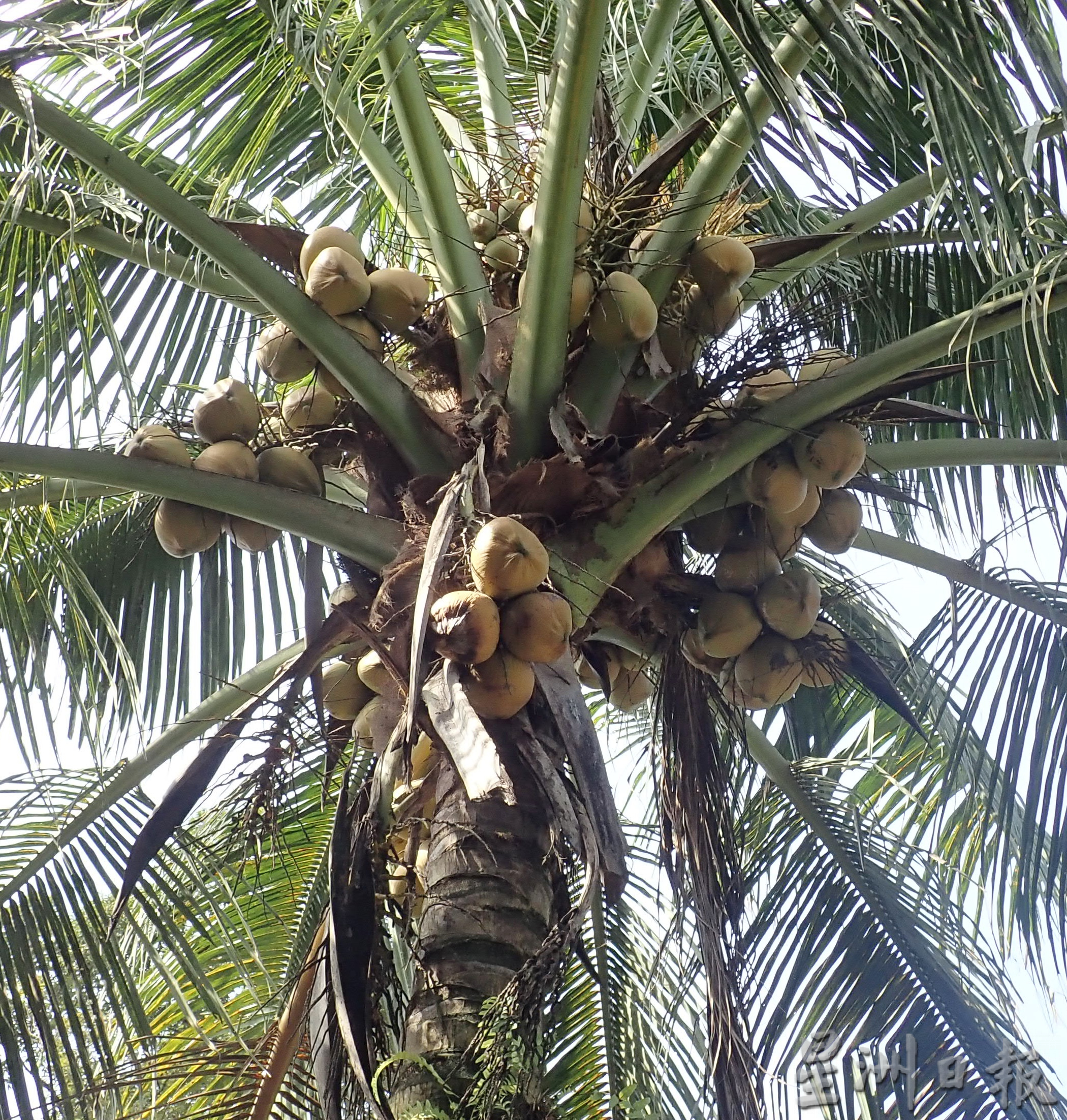 ★5月30日刊登／大霹雳封底主文／【农的传人】／香甜椰汁 厚厚椰肉 马达椰广受欢迎