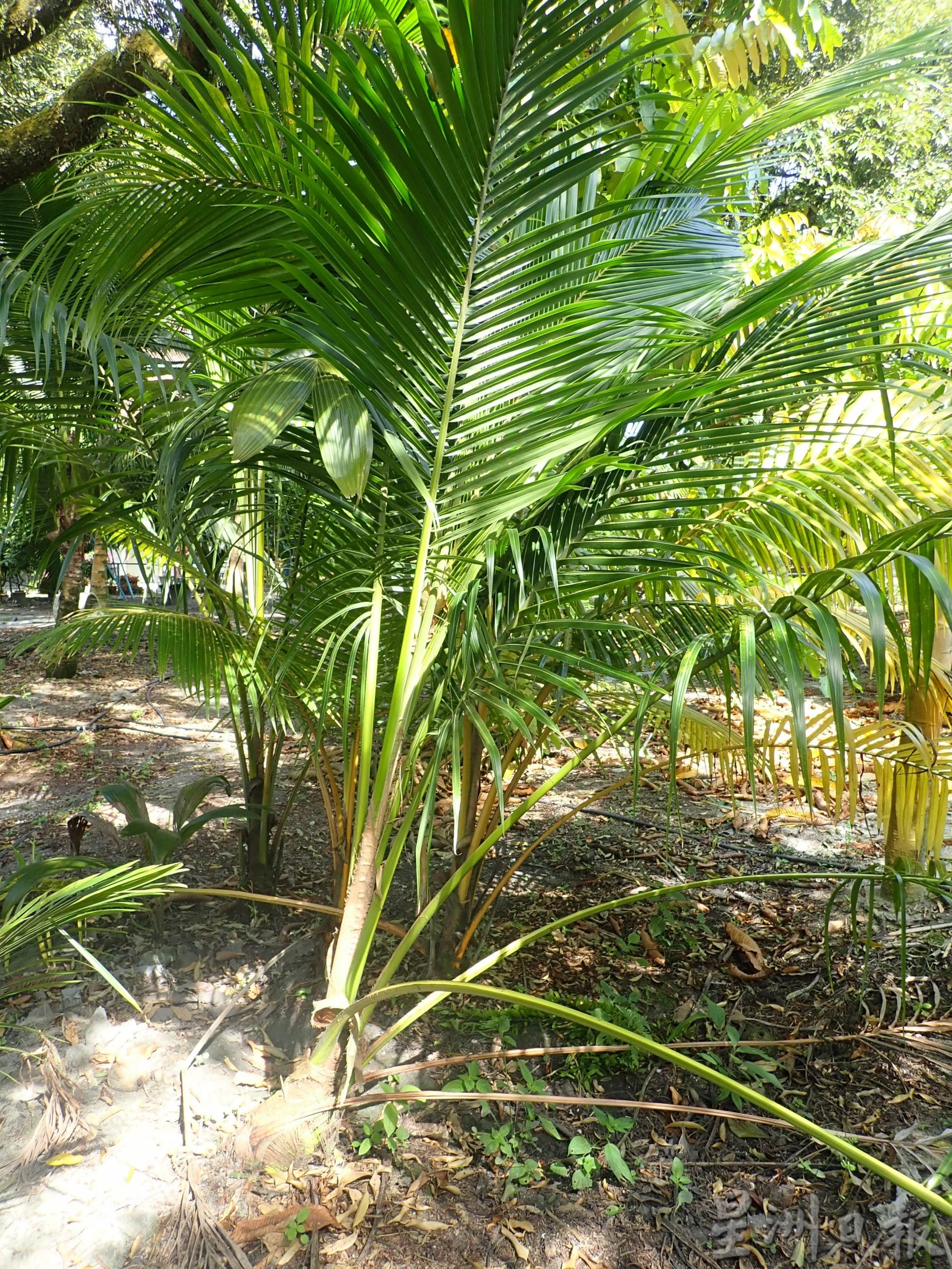 ★5月30日刊登／大霹雳封底主文／【农的传人】／香甜椰汁 厚厚椰肉 马达椰广受欢迎