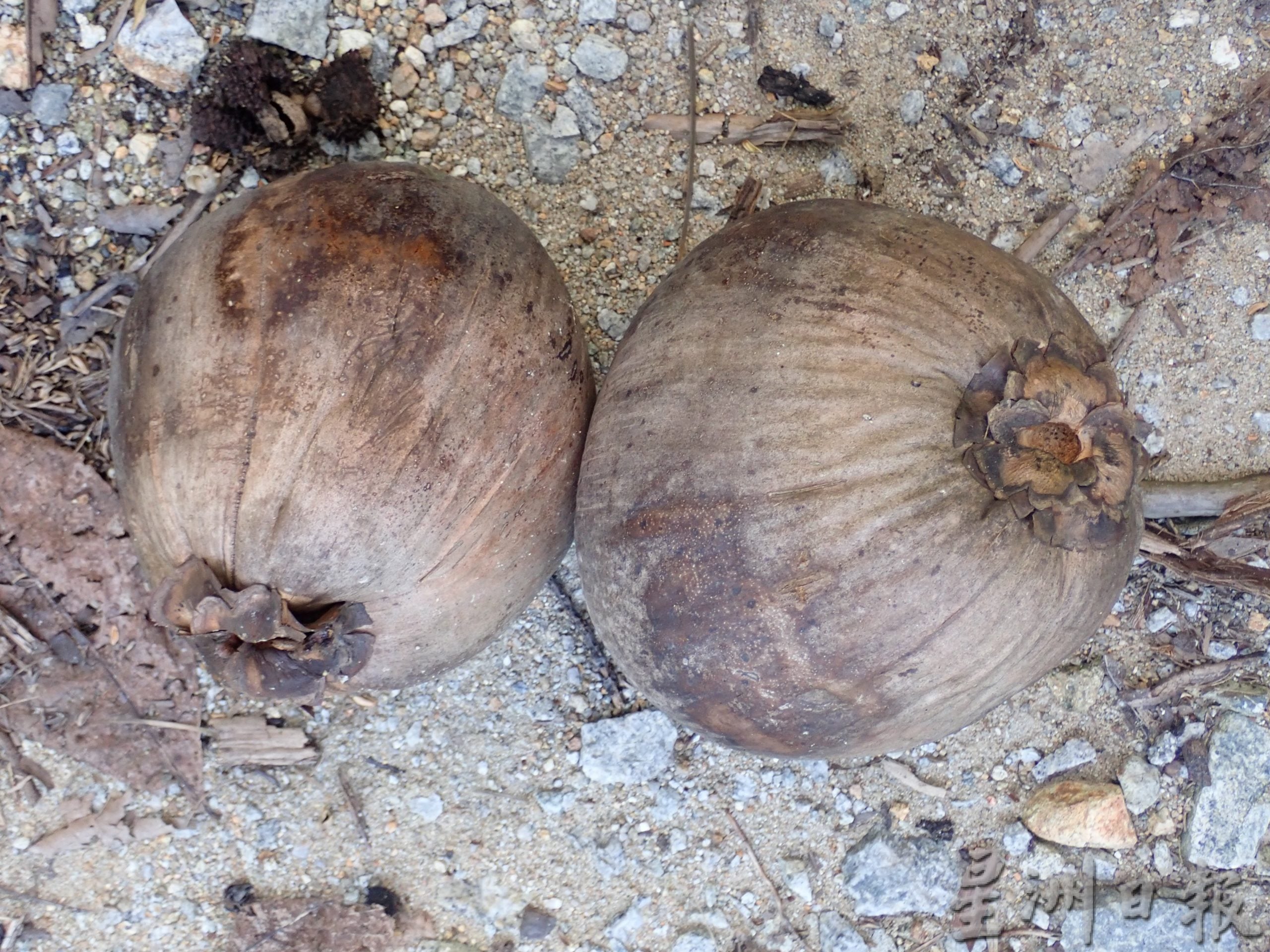 ★5月30日刊登／大霹雳封底主文／【农的传人】／香甜椰汁 厚厚椰肉 马达椰广受欢迎