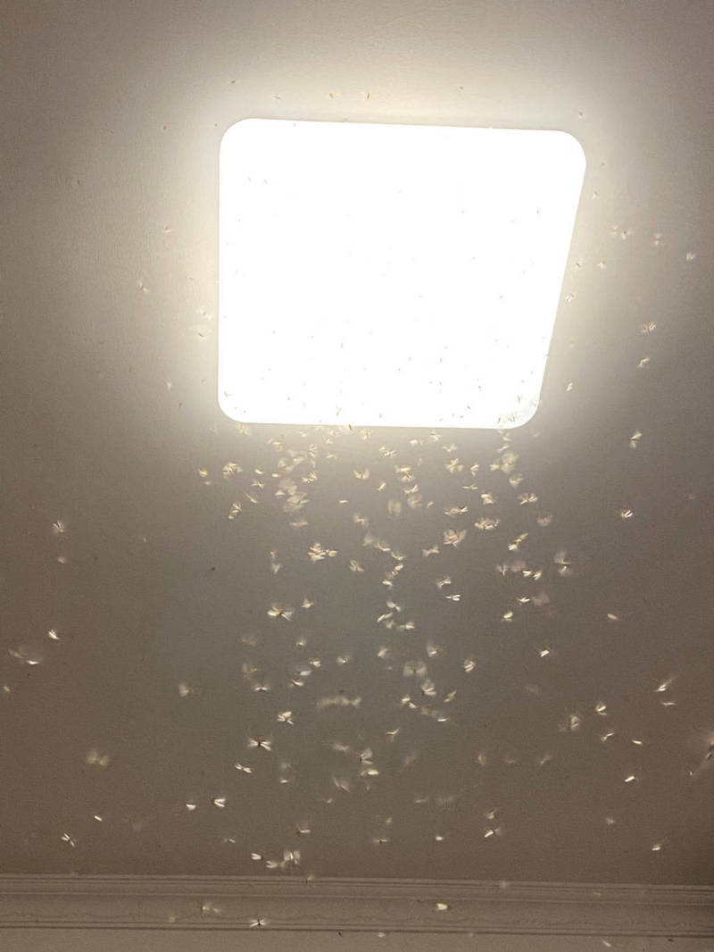 刘畊宏直播忙抓白蚁 王婉霏崩溃:钻进我身体