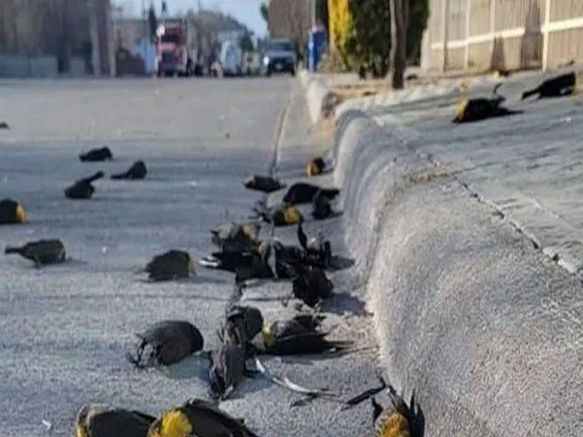 印度酷热致大量小鸟“中暑”,当地医师:过去几周已治疗数千只