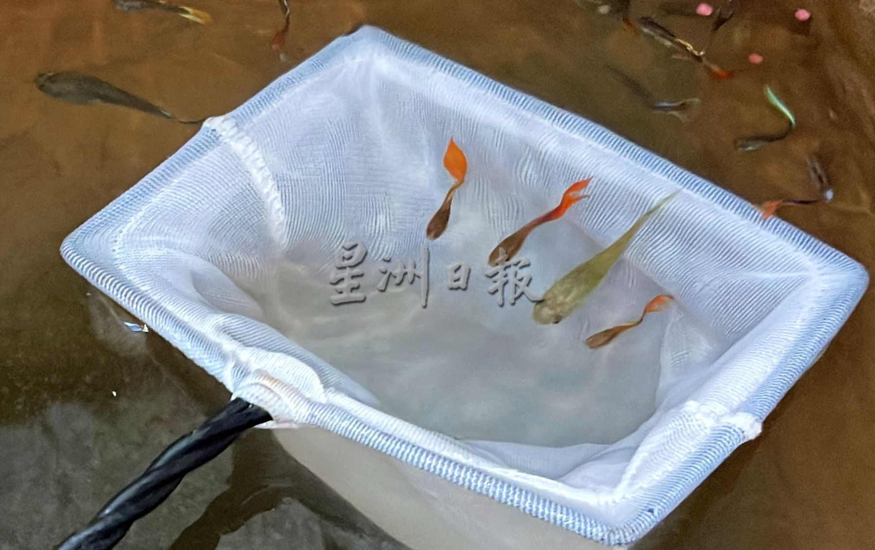 古城封底主文）【（带你去找爱】：逾千孔雀鱼