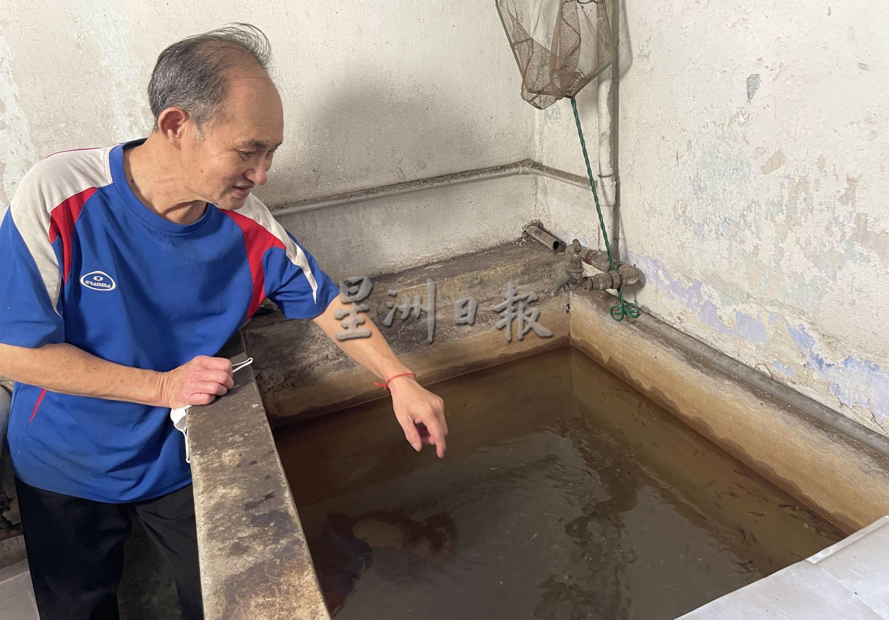 古城封底主文）【（带你去找爱】：逾千孔雀鱼