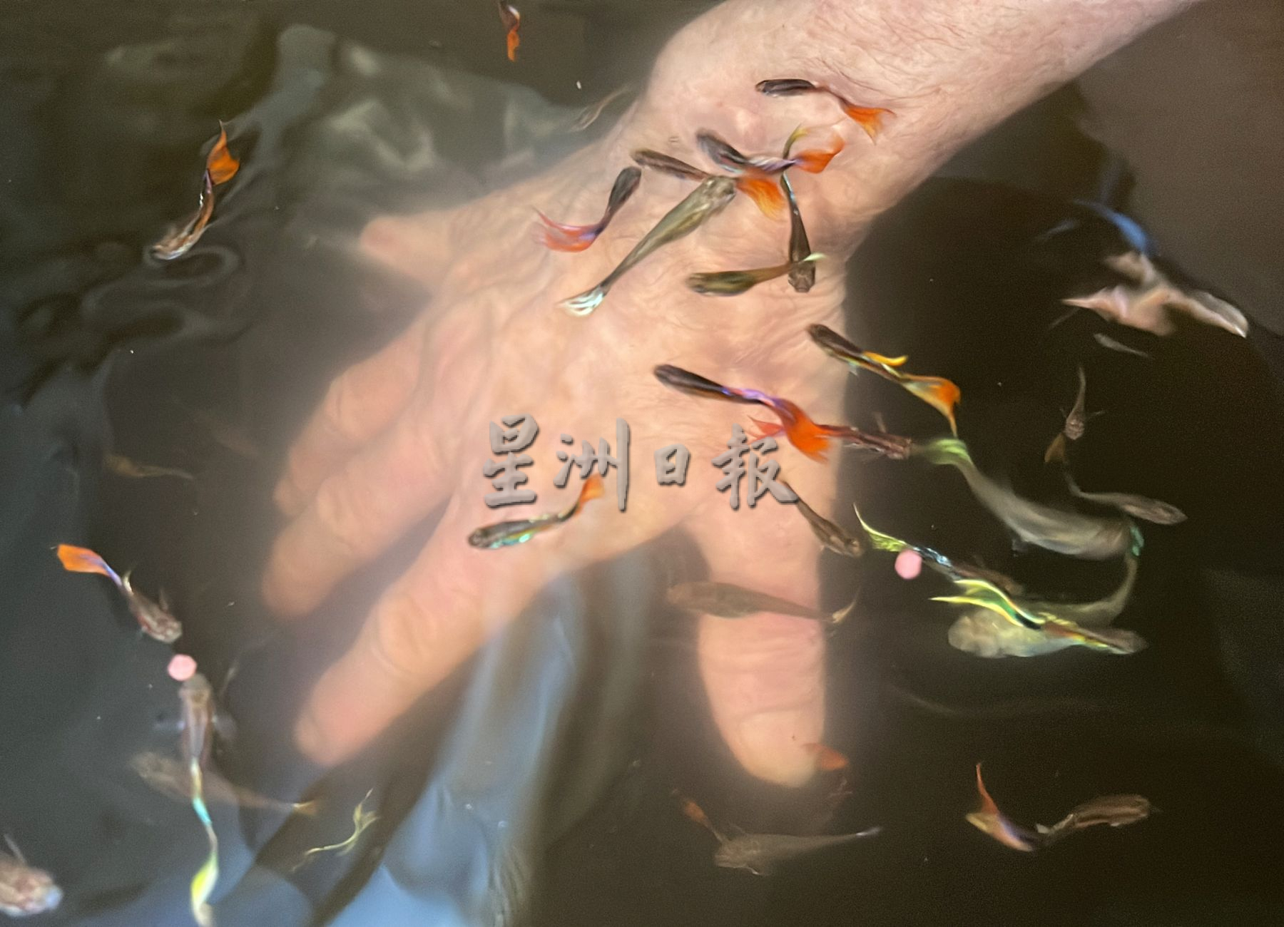 古城封底主文)【(带你去找爱】:逾千孔雀鱼
