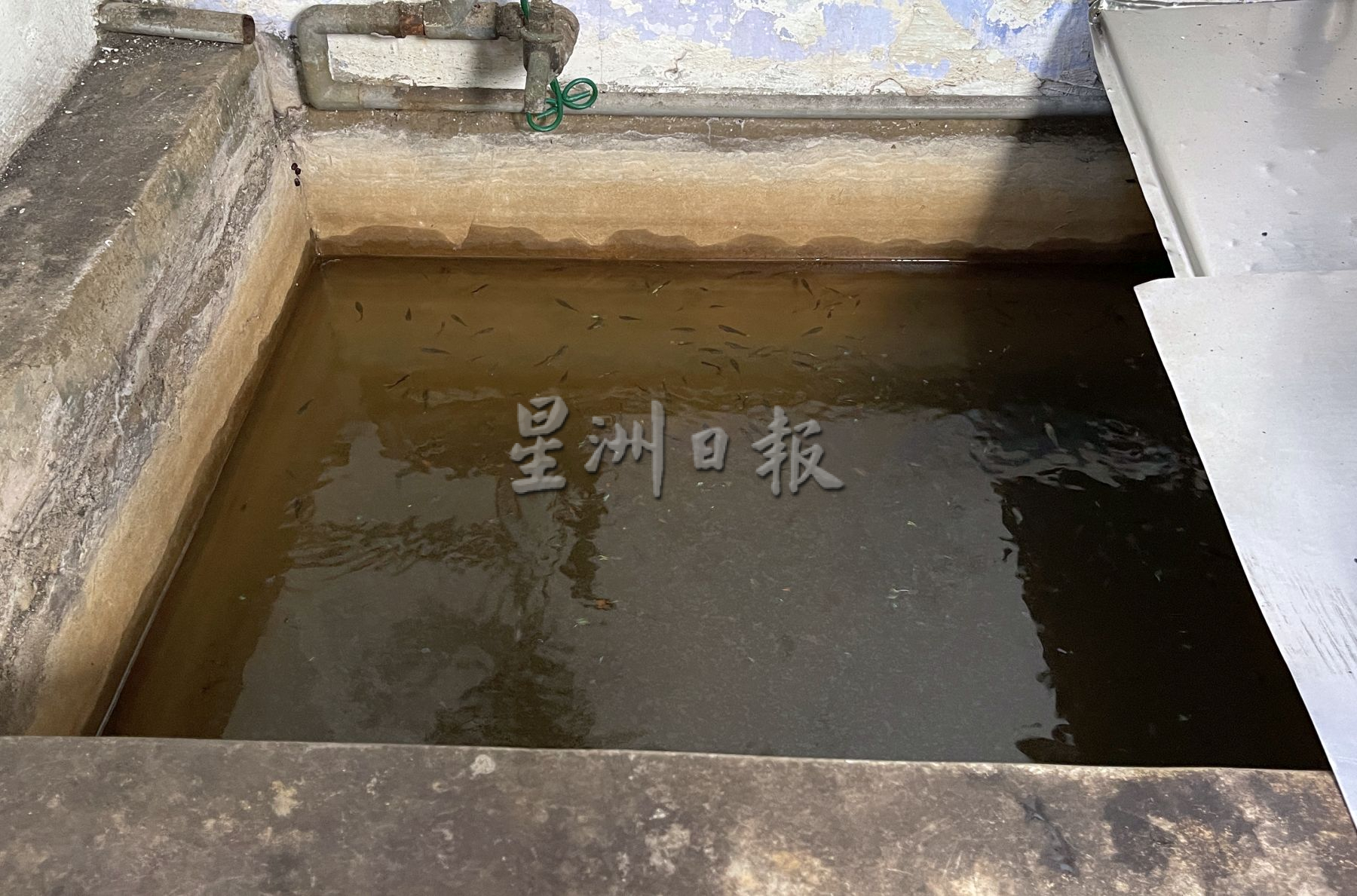古城封底主文）【（带你去找爱】：逾千孔雀鱼