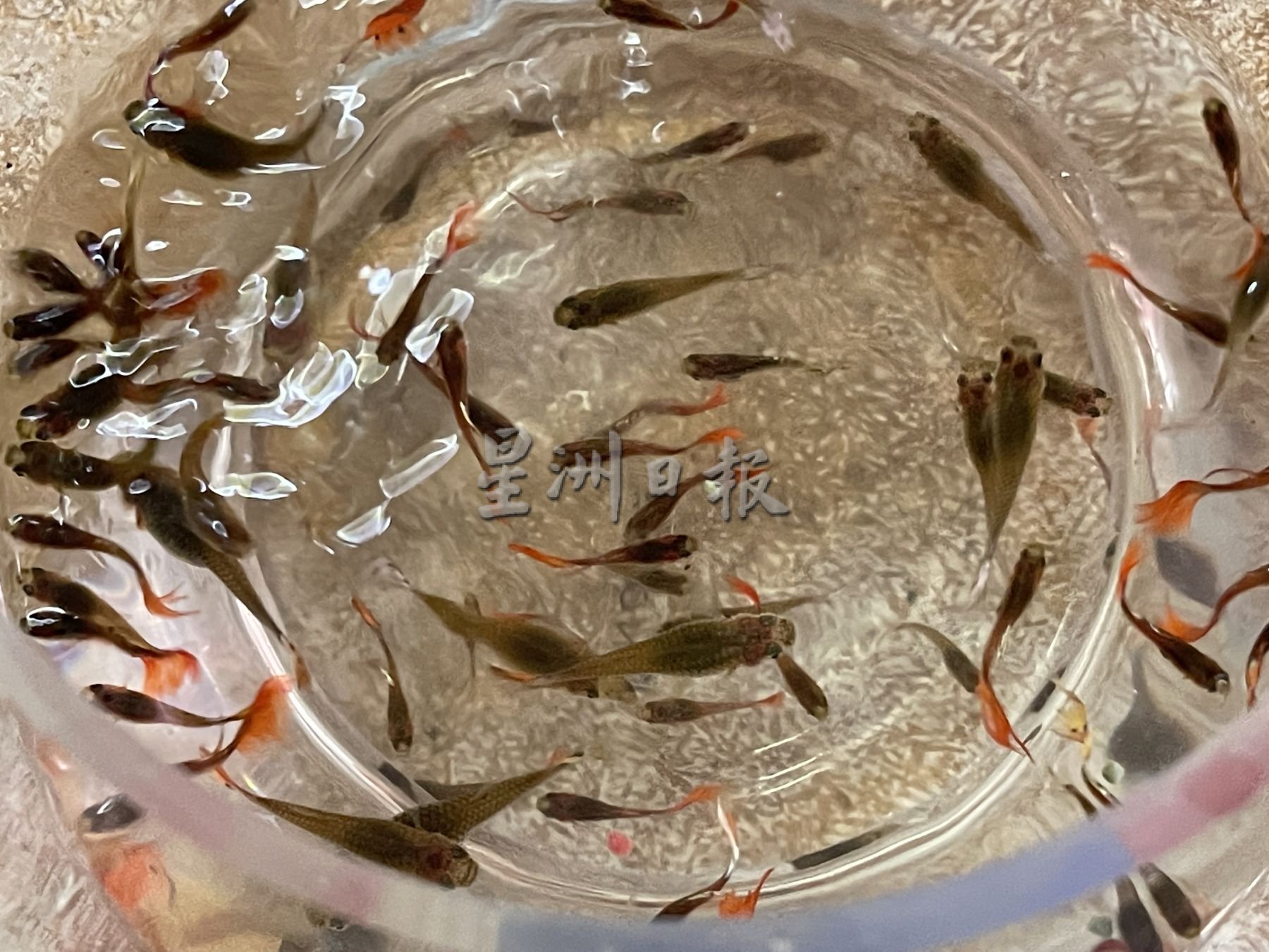 古城封底主文）【（带你去找爱】：逾千孔雀鱼