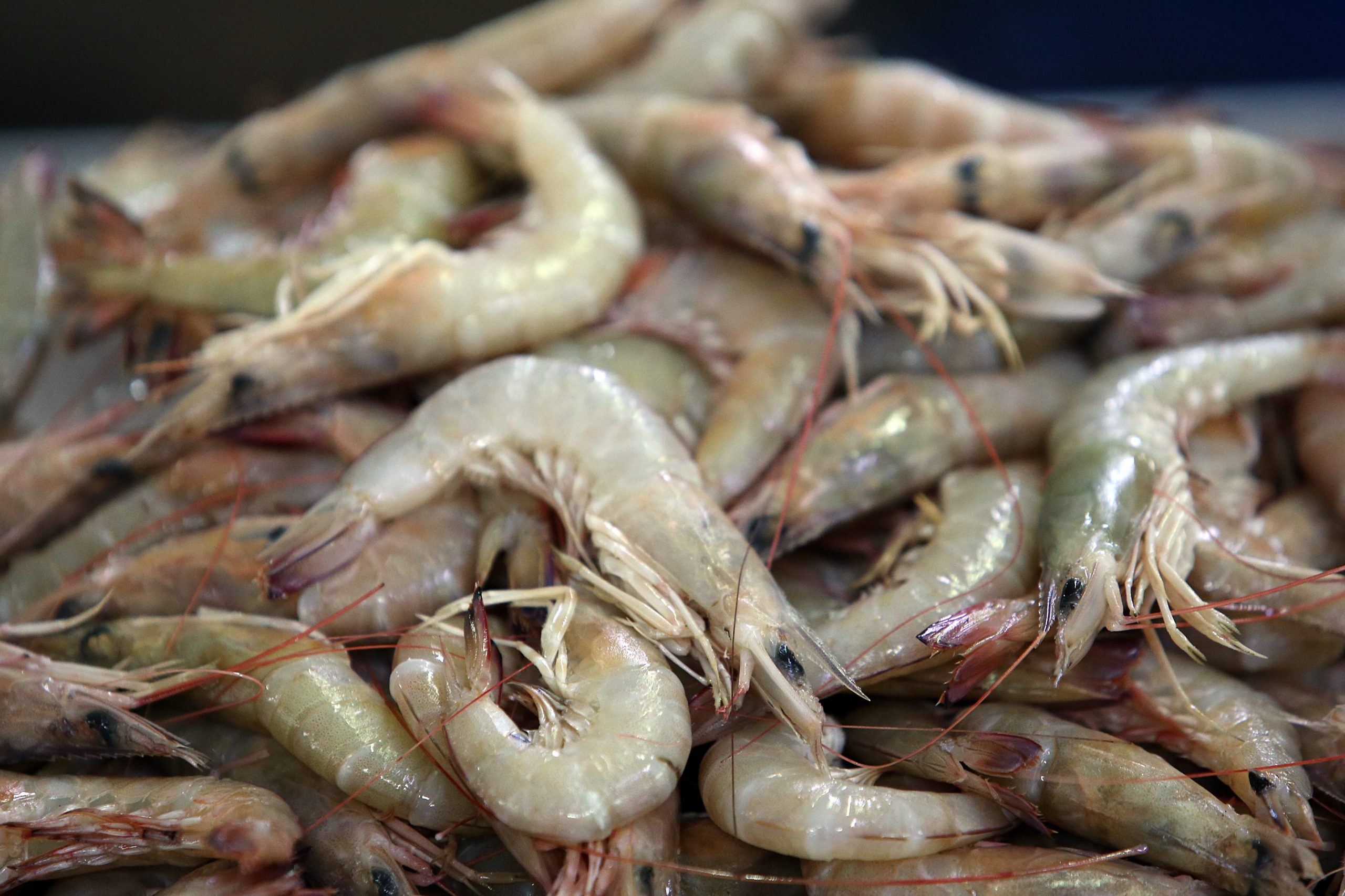 大都会 / 天气等因素导致海产量减少及相关情况