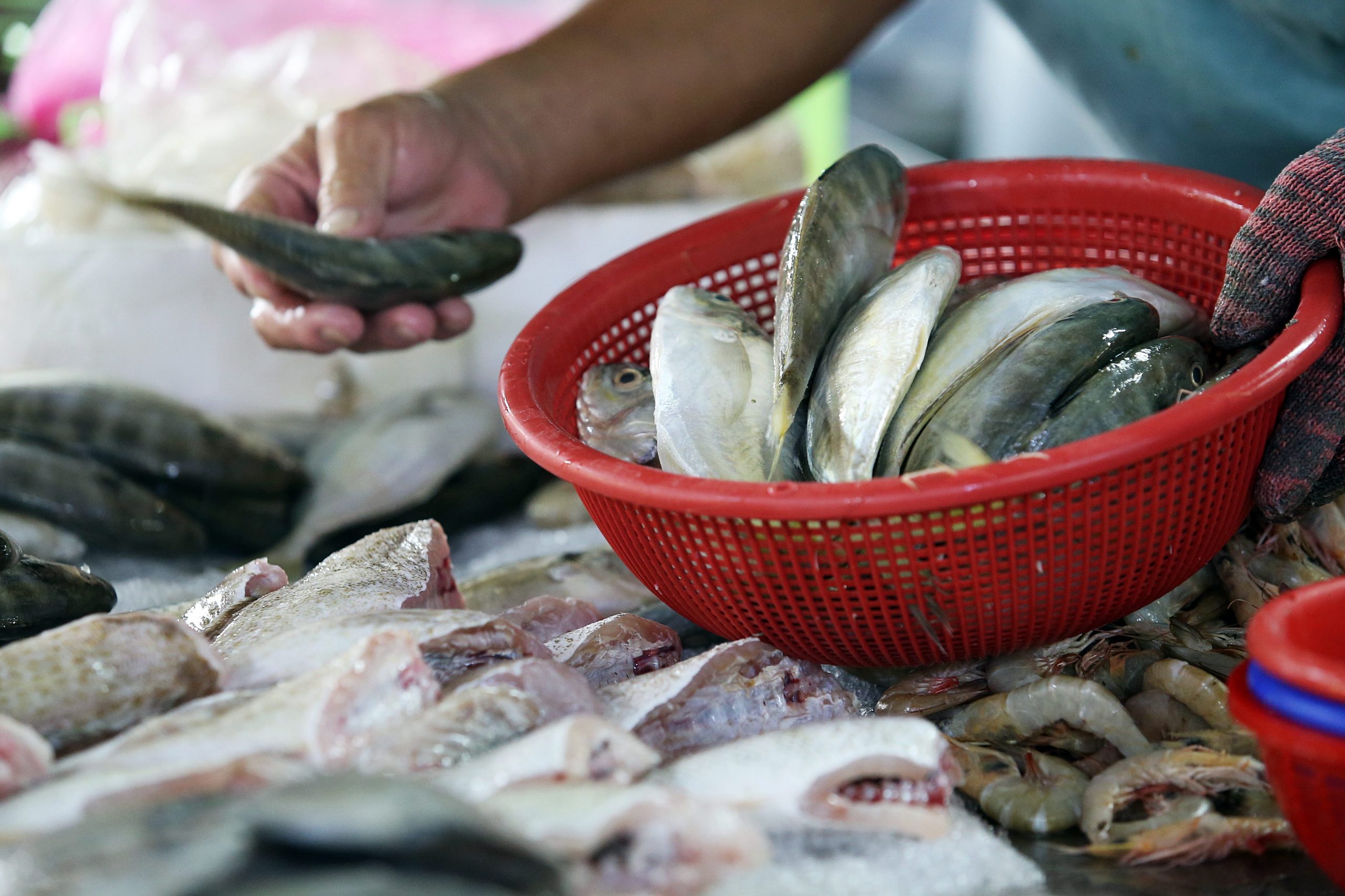 大都会 / 天气等因素导致海产量减少及相关情况