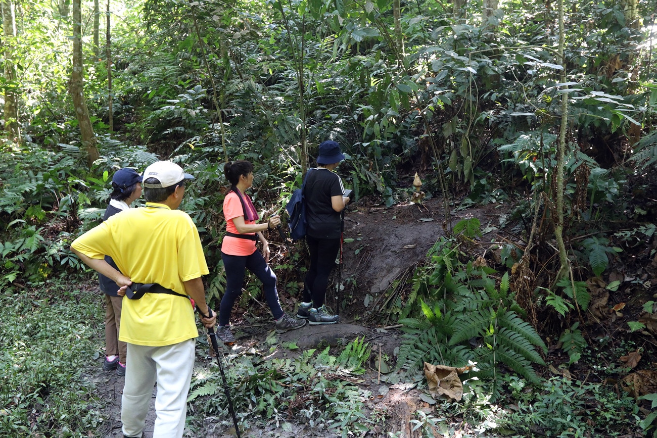 大都会-登山客在武吉加拉山发现罕见植物