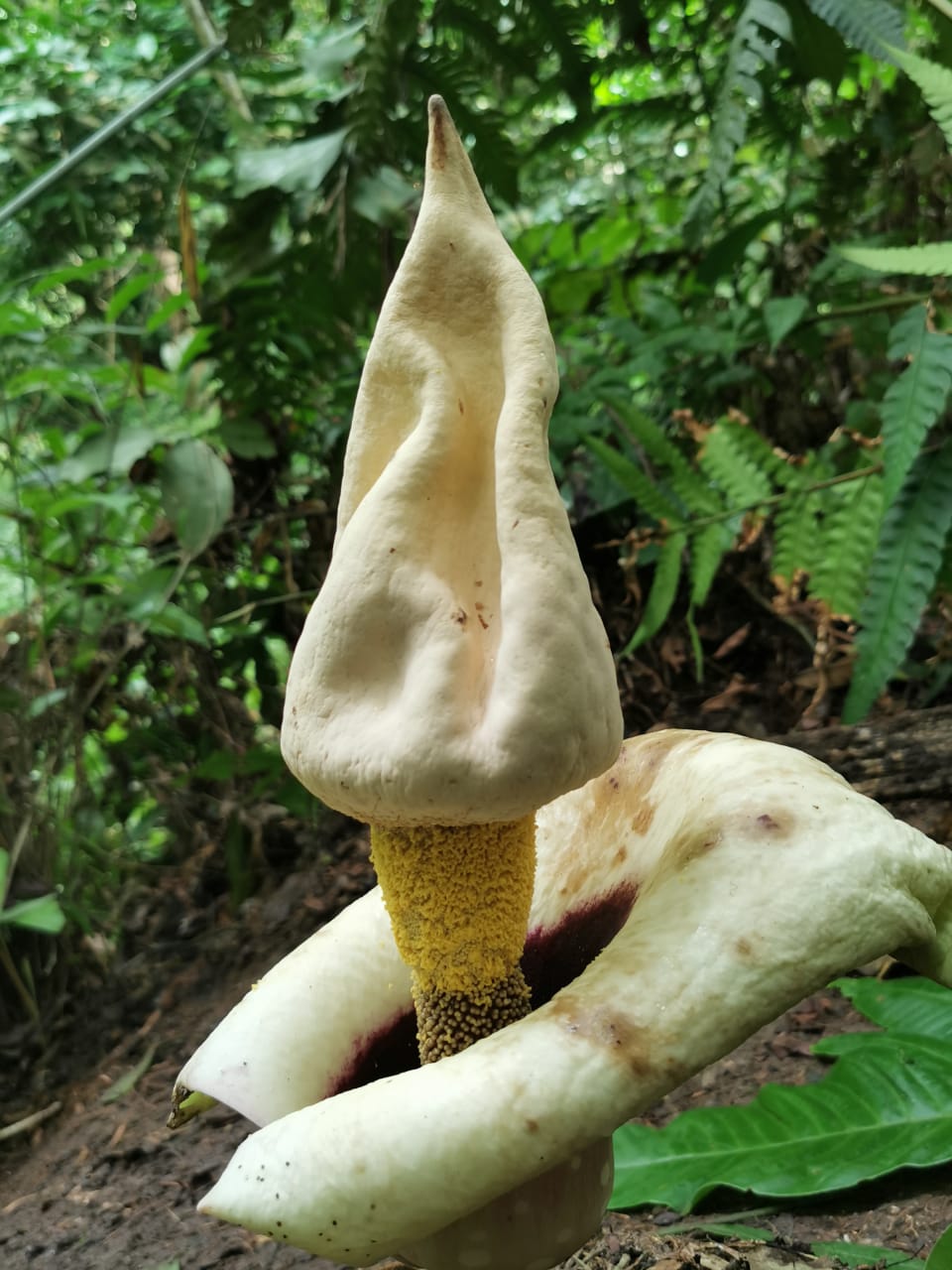 大都会-登山客在武吉加拉山发现罕见植物